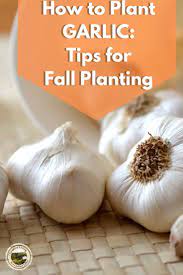 Growing Garlic Part 4 Knowing Which Cloves To Replant In 2020 Growing Garlic Planting Garlic Growing Garlic From Cloves