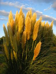 Mit dem frühjahr kommt die zeit, in der ihr euer pampasgras schneiden oder vielmehr ausputzen könnt. So Konnen Sie Bei Pampasgras Das Wachstum Beschleunigen