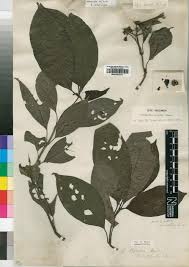 Image result for Psychotria peduncularis