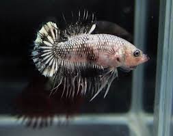 Live Male Betta Siamese Fighting Fish Black Marble Crowntail Plakat Type Betta Siamese Fighting Fish Betta Fish