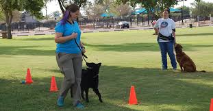 The younger the pup, the alone time: Sit Means Sit Phoenix