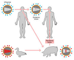 Es decir, la gripe aviar que transmite el virus h10n3 no tiene la capacidad de infectar de manera el temor por una nueva pandemia. Q A H1n1 Pandemic Influenza What S New Bmc Biology Full Text
