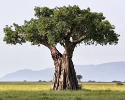 Image result for Adansonia digitata