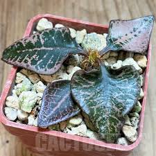 Image result for Euphorbia platycephala