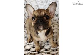 Find the perfect french bulldog puppy for sale in houston, texas at next day pets. Remy French Bulldog Puppy For Sale Near Houston Texas 4ec84931 7811 French Bulldog For Sale Bulldog Puppies Bulldog