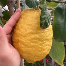 Image result for Citrus medica