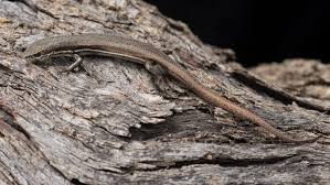 Image result for Geigeria burkei