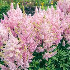 Buy Astilbe Younique Silvery Pink At Wholesale Price On Dutchbulbs Com Growers Of Quality Dutch Bulbs Perennials Since 1845 In 2020 Astilbe Shade Perennials Plants