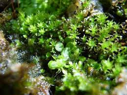 Image result for Utricularia striatula