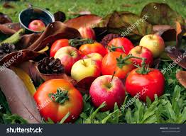 Tomato Apple Red Color On Brown Leaves Autumn Season Thanksgiving Or Halloween Festival In Fall Fresh Fruits Harvesting Red Apple Tomato Halloween Festival