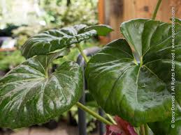 Image result for Farfugium japonicum