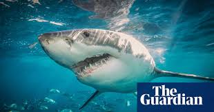 The woman, who was diving off perth, suffered injuries consistent with a shark attack, police said. Shark Attacks In Australia How Common Are They Really News The Guardian