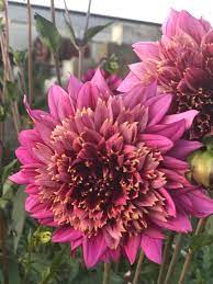 Mambo Dahlias By Julie Dahlia Purple Dahlia Dream Garden