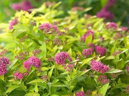 Image result for spirea japonica gold princess