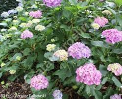 Image result for Hydrangea macrophylla bela obrázek