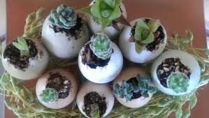 Bring your houseplants inside but leave the bugs outside. Succulent Eggs In Nest Food Eggs Succulents