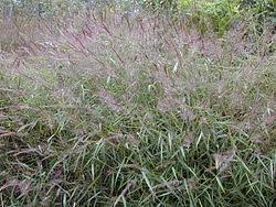 Image result for Melinis macrochaeta