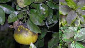 A laranjeira está coberta de fumagina, um fungo denominado capnodium sp que cresce sobre folhas, frutos e ramos. Folhas Pretas Em Citricas O Que Fazer Youtube