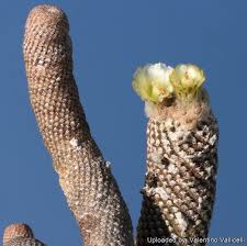 Image result for Wahlenbergia napiformis