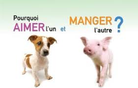 Epingle Sur Ethique Animale Et Veganisme