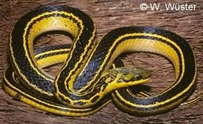 Liophis Melanotus Amphibiens