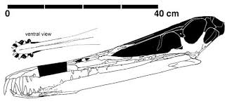 The only known species is cearadactylus atrox, described and named in 1985 by giuseppe leonardi and guido borgomanero. Cearadactylus