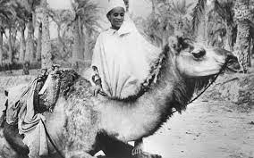 ◦ ◦ spanned northern africa. The Camel