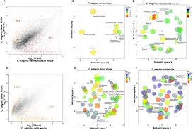 An animal or plant having both male and female reproductive organs, structures, or tissue : Comparative Transcriptomics Of Heads And Tails Between Steinernema Carpocapsae And Caenorhabditis Elegans Biorxiv