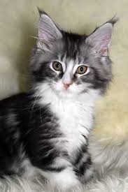 5 365 Yavru Kediler Ve Kedi