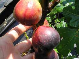 Let's discover how many fruits you have eaten! Easy To Grow Fruits Just Fruits And Exotics