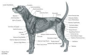 Pin By Renette Dickinson On Dog Stuff Dog Anatomy Muscle