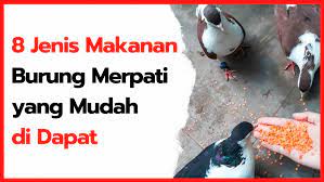 Untuk makanan buat burung merpati yang disebutkan ini akan mudah didapat dan efeknya juga sangat bagus untuk memenuhi kebutuhan gizi jagung yang menjadi makanan kesukaan burung merpati selain itu juga memberikan nutrisi yang baik untuk merpati, terutama jika jagung adalah. 8 Jenis Makanan Burung Merpati Yang Mudah Di Dapat