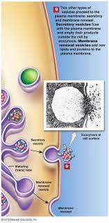 Exocytosis At Cell Surface Plasma Membrane Surface Anatomy And Physiology