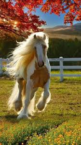 Kawin kuda, california city, california. It S Going To Be A Perfect Day Horses Animals Beautiful Beautiful Horses