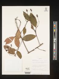 Image result for Maerua duchesnei