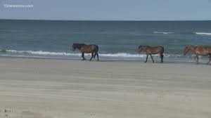 Up to 90 days of daily highs, lows, and precipitation chances. Officials Find Wild Horse Hit By Vehicle In Corolla Wkyc Com
