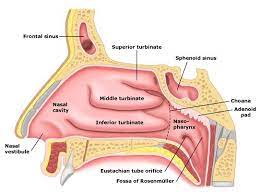 If such infections occur, appropriate local treatment of the. Using Nasal Sprays Properly Ent Specialists Of Austin