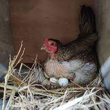 Warna ayam pamangon wido yang bagus. Ayam Mangon Sejarah Ciri Ciri Keistimewaan Duniabinatang Net