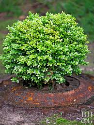 22 Of The Best Plants You Can Use For Hedges Border Plants Shrubs For Landscaping Bush Plant