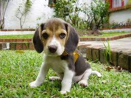 Adotta un cane di razza beagle! Giuntinipet Goloso E Malinconico Il Beagle Giuntinipet
