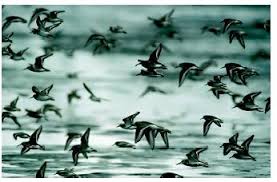 Why Do Birds Fly South For The Winter Biology Migration Biology Encyclopedia Body Animal Cycle Life Used Energy First Species