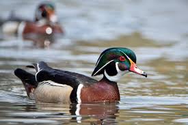 Birds Of Central Illinois Melinda Garner Nature Photographs Waterfowl Bird