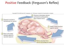 They are caused by the nerve endings in the body to the two names that stand out in the ferguson shooting are the victim, michael brown and. Feedback Loops Positive And Negative Feedback Loop Examples Ppt Download
