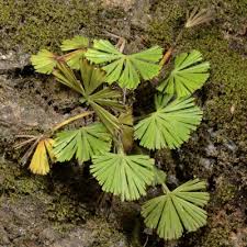 Image result for Actiniopteris semiflabellata