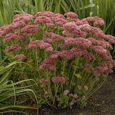 We did not find results for: Sedum Autumn Fire Walters Gardens Inc
