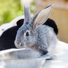 Drinking too much water in very short spans of time can cause the sodium level in their bodies to drop. Do Rabbits Drink Water Guide To Rabbit Hydration