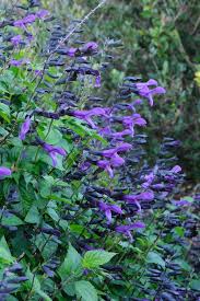 Image result for Salvia
