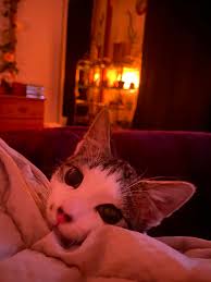 Lost cat near Airway Ln & Manor in Belton, MO