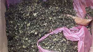 Maybe you would like to learn more about one of these? Video Narkoba Jenis Daun Khat Diungkap Bnn Warta Kota