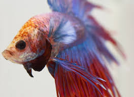 As such, a betta fish not eating and in addition lays at the bottom of the tank without swimming or moving and also tries to hide has enough signs that all is not well. How Can I Play With My Betta Fish